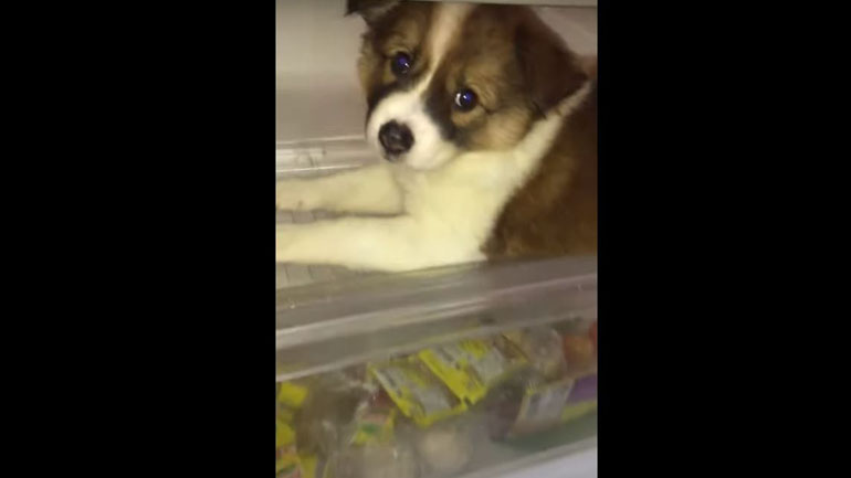 «Εγώ θα κοιμηθώ στο… ψυγείο!»